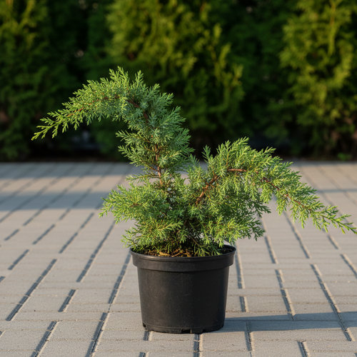 Можжевельник средний Минт Джулеп купить