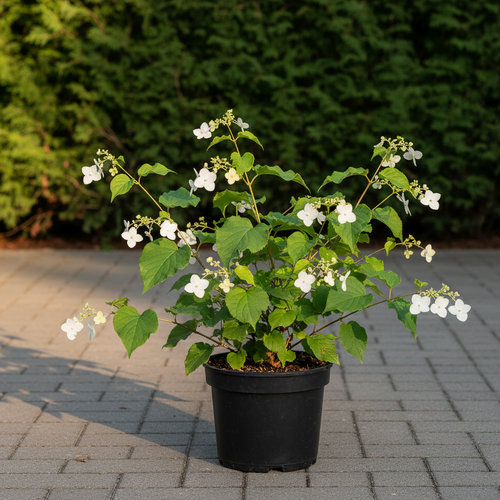 Схизофрагма гортензиевая Ива-гарами купить