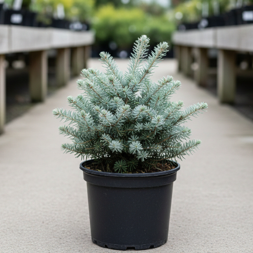 Пихта корейская Когоутс Айсбрекер купить