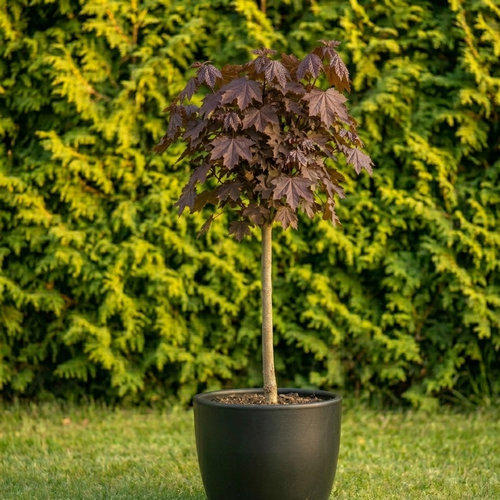 Клен остролистный Crimson Sentry Highst купить