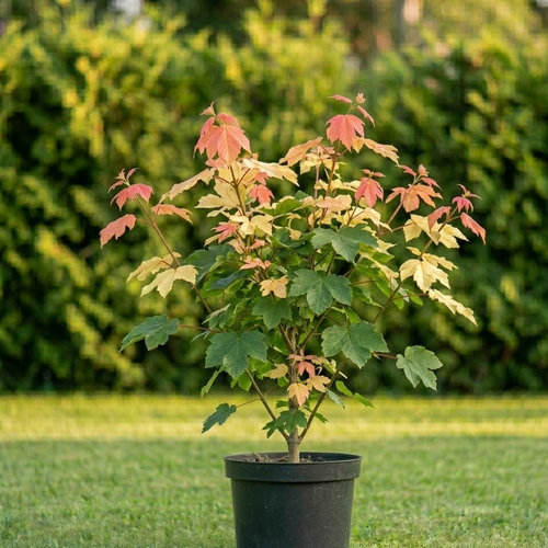 Клен ложноплатановый Бриллиантиссимум купить