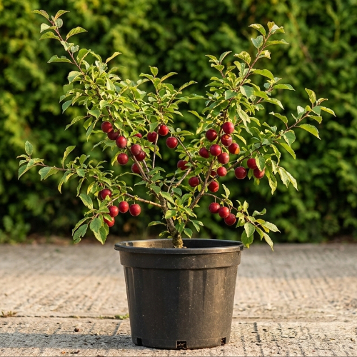 Алыча Принцесса купить