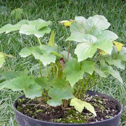 Ветренница гибридная Вёлвинд купить