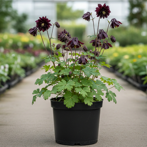 Аквилегия гибридная Барлоу Блек купить