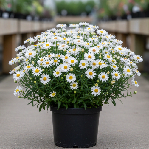 Астра кустообразная Кристина купить