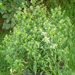 Астра кустообразная Шнеекиссен купить