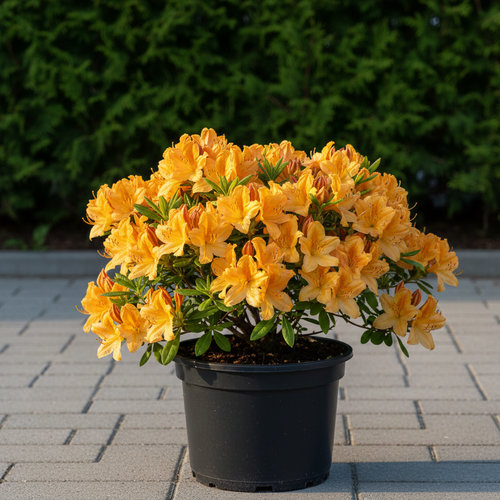 Азалия Голден Сансет купить