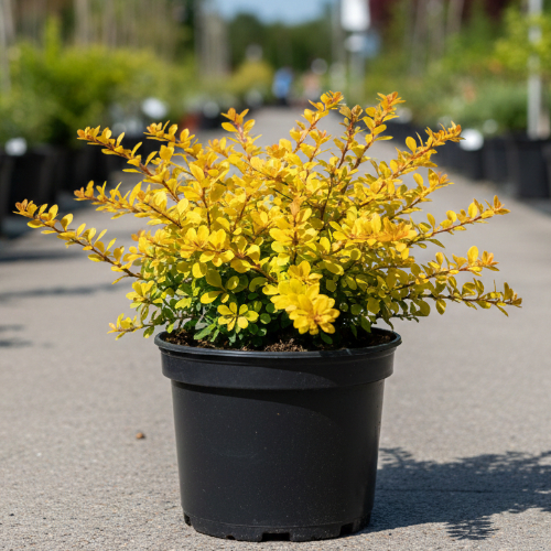 Барбарис Тунберга Голден Дрим купить