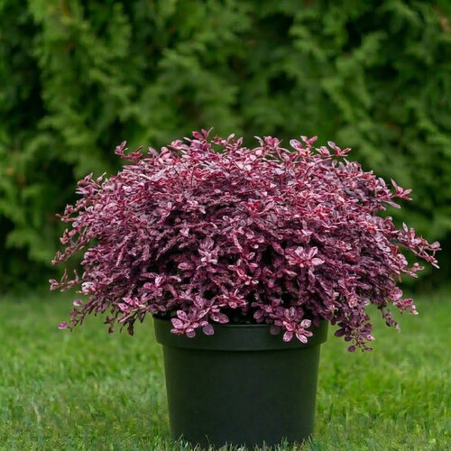 Барбарис Тунберга Арлекин купить