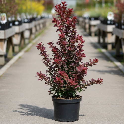 Барбарис Тунберга Ред Пиллар купить