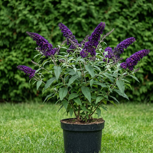 Буддлея Давида Черный Рыцарь купить