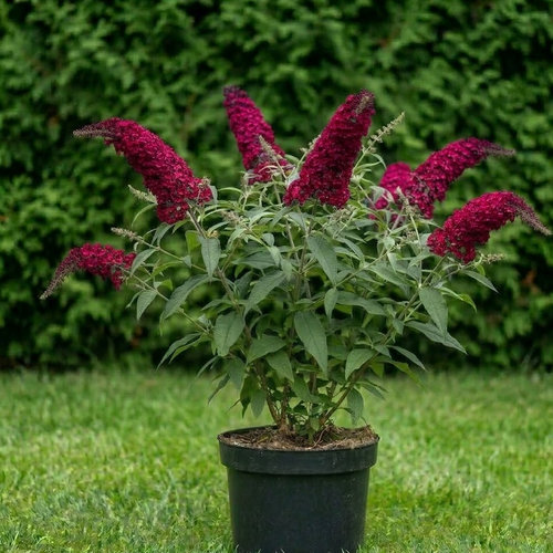 Буддлея Давида Роял Ред купить