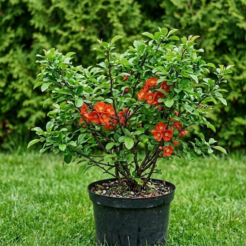 Айва японская купить