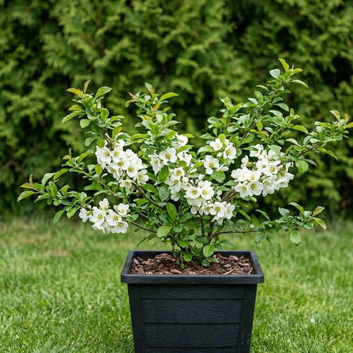 Айва прекрасная Джет Траил купить