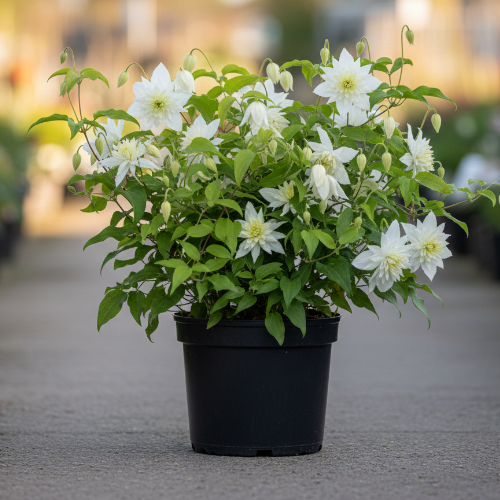 Клематис Атрагене Альбина Плена купить