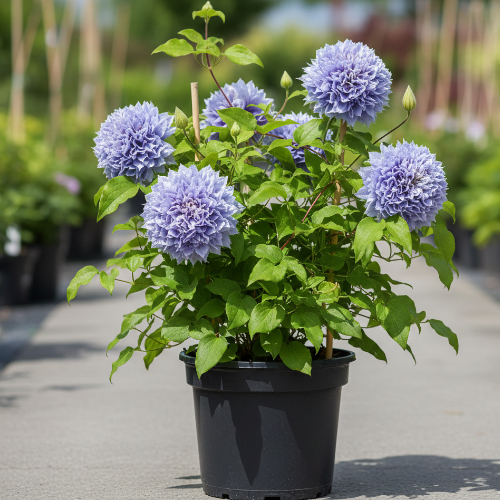 Клематис Азур Болл купить