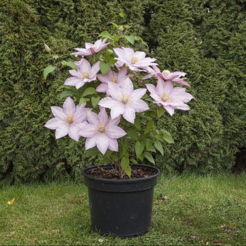 Клематис Омоширо купить