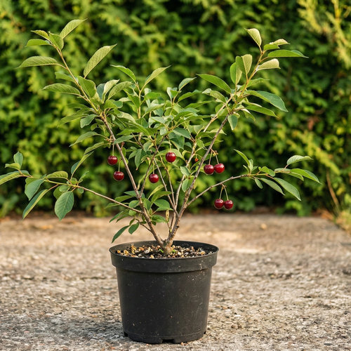 Дюк Краса Севера купить