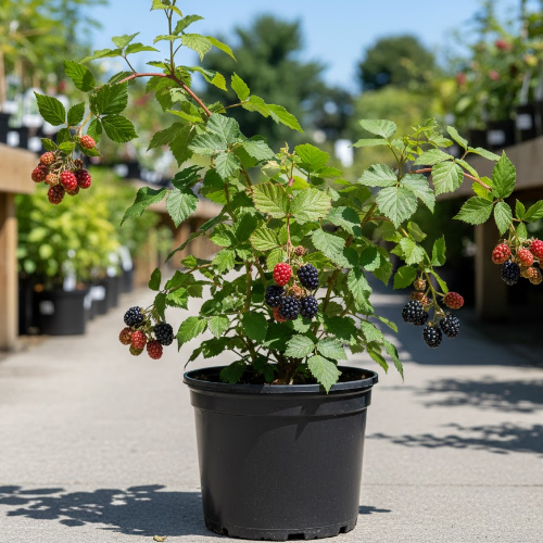 Ежевика Блэк Сатин купить