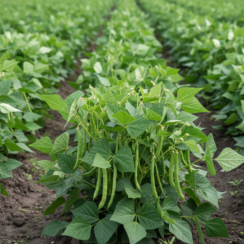 Фасоль Триумф сахарный купить