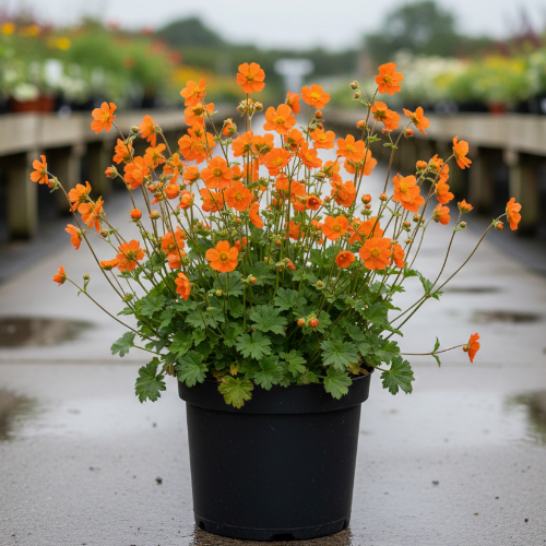 Гравилат Тоталли Танжерин купить