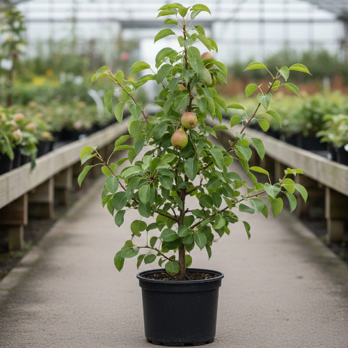 Груша Февральский сувенир купить