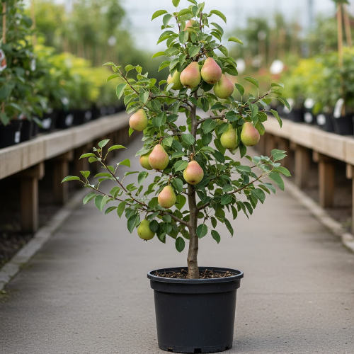 Груша Лада купить