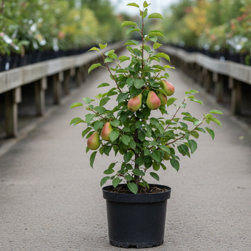 Груша Северянка Краснощекая купить