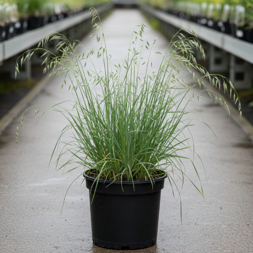 Овсец вечнозеленый Пендула купить