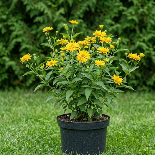 Гелиопсис Асахи купить