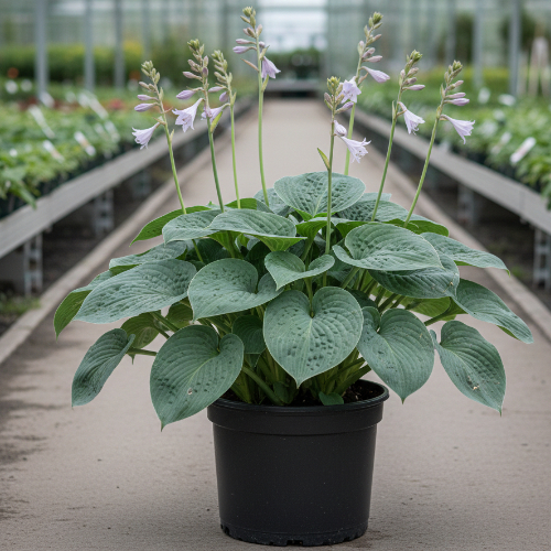 Хоста Зибольда купить