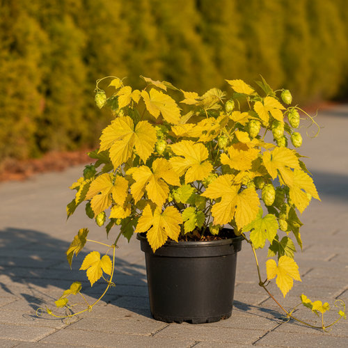 Хмель вьющийся Ауреус купить