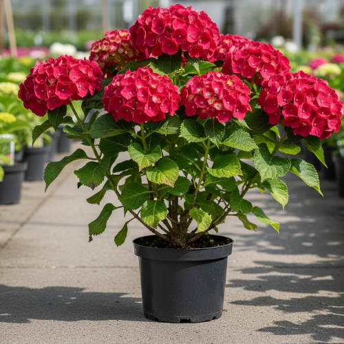 Гортензия крупнолистная Мася купить