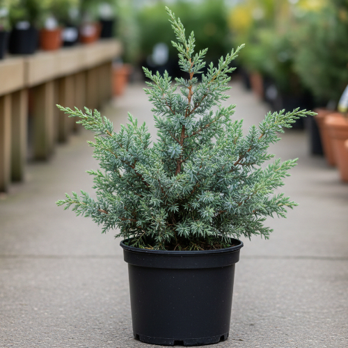 Можжевельник китайский Блю Альпс купить