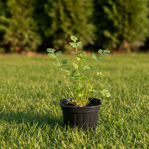Кориандр овощной Алексеевский купить