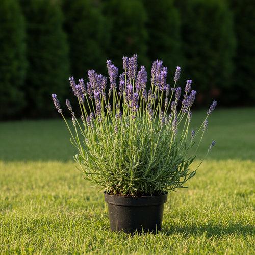 Лаванда Авиньон Эрли Блю купить