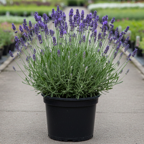 Лаванда узколистная Hidkote купить