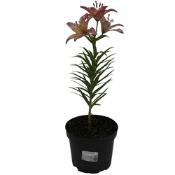 Лилия восточная Розовая Фея купить