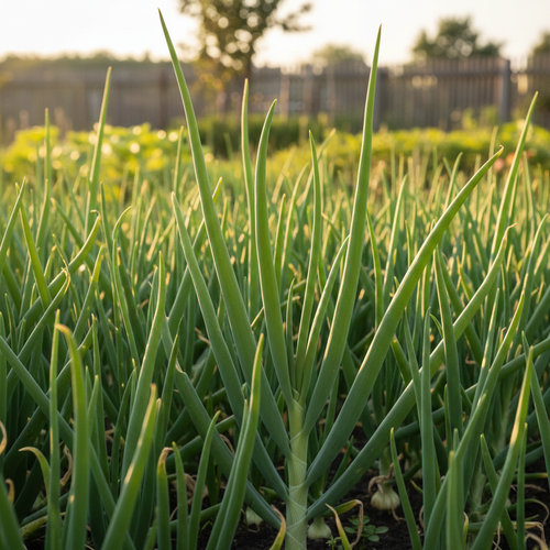 Лук батун Лонг Токио купить