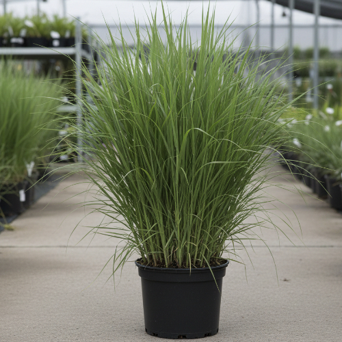 Мискантус сахароцветковый купить