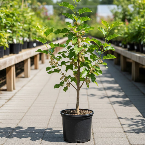 Шелковица белая Шин-Тсо купить