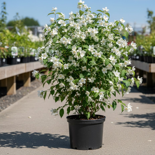 Чубушник Розас купить