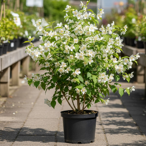 Чубушник Воздушный Десант купить