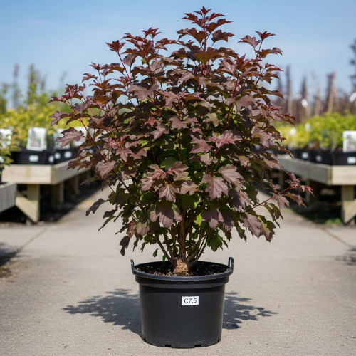 Пузыреплодник калинолистный Диабло Д'ор купить