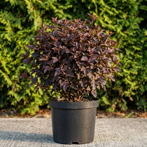 Пузыреплодник калинолистный Диаболо купить