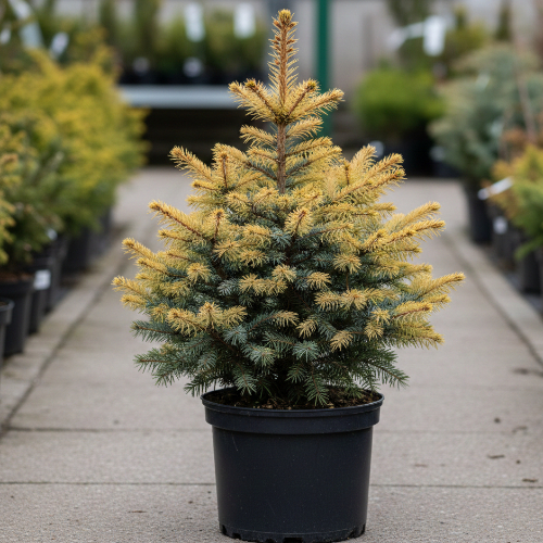 Ель колючая Майголд купить