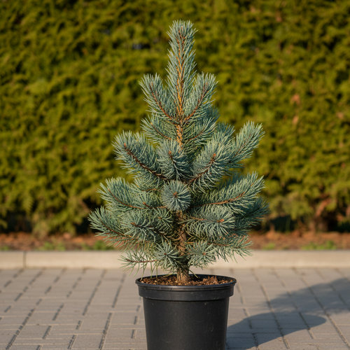 Сосна кедровая купить