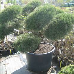 Сосна черная (бонсай) купить