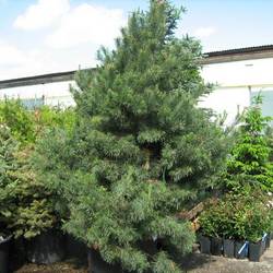 Сосна обыкновенная Норски Тип купить