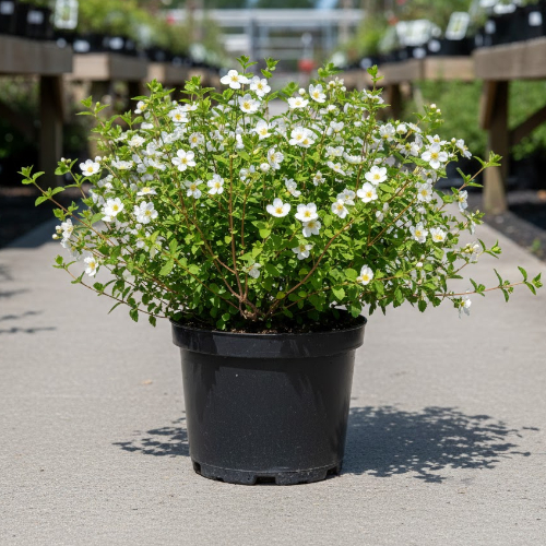 Лапчатка кустарниковая Эбботсвуд купить